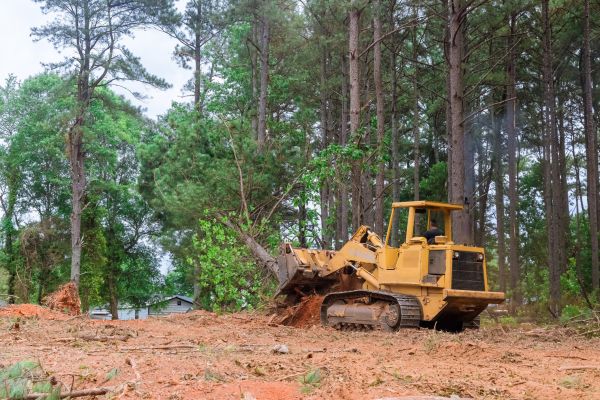 Cost of Forestry Clearing in Montgomery