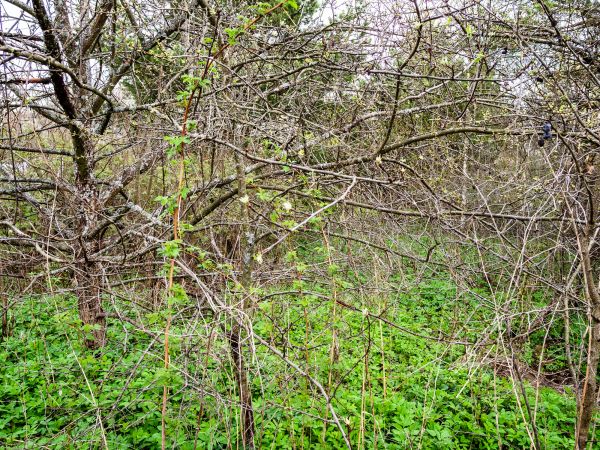 Cost of Underbrush Clearing in Montgomery