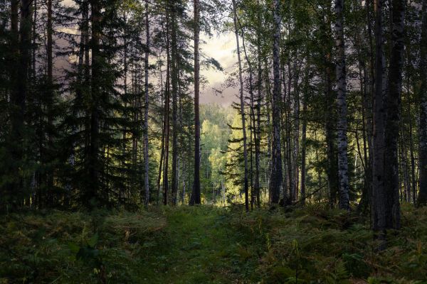 Cost of Pine Tree Clearing in Montgomery